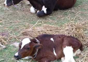 Cow-and-Calf